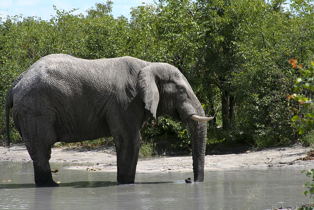 161 - Elephant