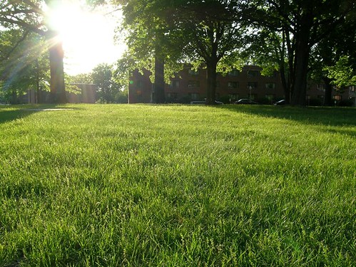 sunlight grass lawn rosehulman