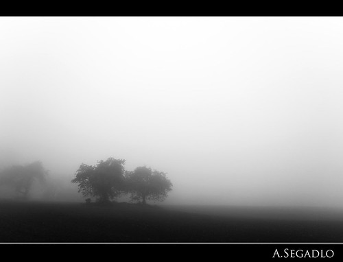 trees bw mist black tree rain fog germany with empty country dust