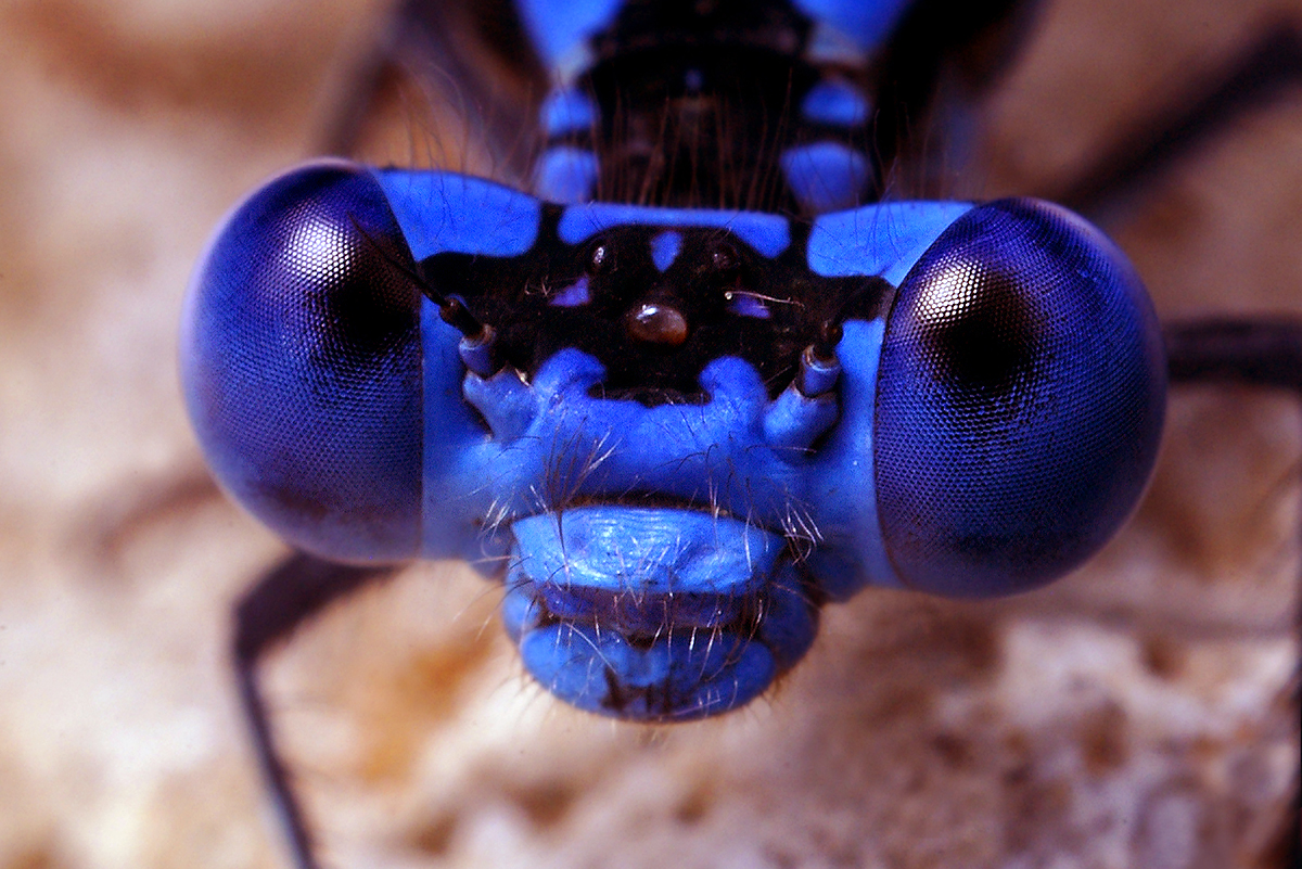 Страшный мир насекомых. Редкие насекомые. Самые страшные насекомые. Макросъемка насекомых.
