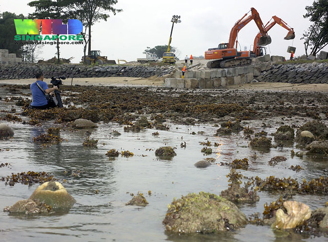 Corals on the doomed shore