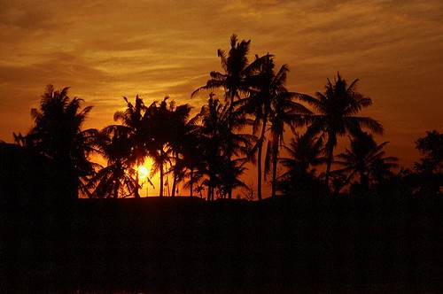 sunset silhouette 35mm indonesia august palmtrees scanned 1989 agfa timor asa200 agfachrome kupang nusatenggara