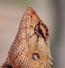 Reflections of a spiderman in the eye of a gecko