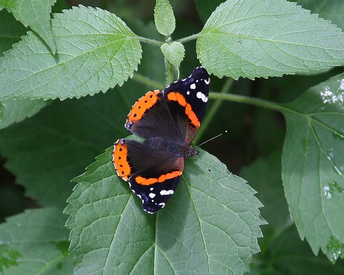 butterfly redadmiral nettle blueribbonwinner abigfave ultimateshot