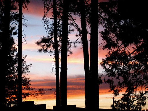 california trees sunset quincy