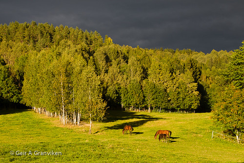 horse sunlight norway landscape norge no agriculture grazing hest landskap solskinn røyken buskerud beite landbruk solstreif ginordicjan12