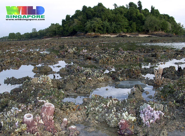 Rich coral rubble of Chek Jawa