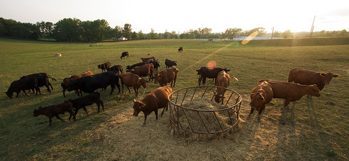 friends sunset vacation usa holiday animals cows farm kentucky tasty moo hay leitchfield hembergerhill schzjerdu