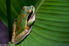 Frog / Rana (Smilisca phaeota)