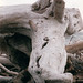 Seattle driftwood 1