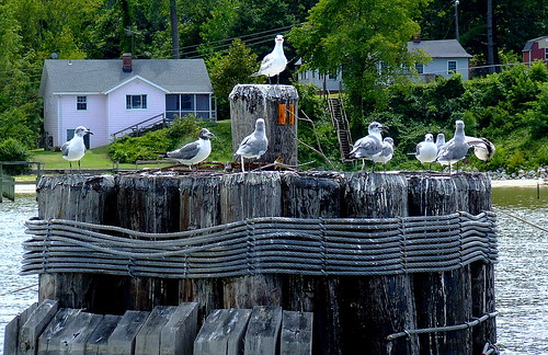 ferry seagull jamesriver jamesriverferry