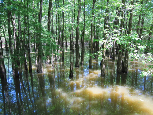 mississippi unitedstates parks jackson swamps mississippimuseumofnaturalscience lefleursbluffstatepark