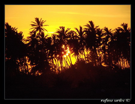 sunset sun sol contraluz palms relax atardecer venezuela falcón palmeras ruurmo palmtrees zen