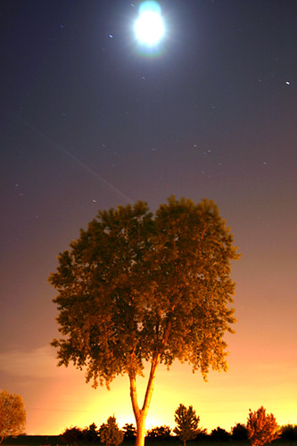 moon tree night stars timelapes