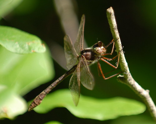 insect dragonfly massachusetts 70200mmf28gvr mylesstandishstateforest didymopstransversa bugguide155717