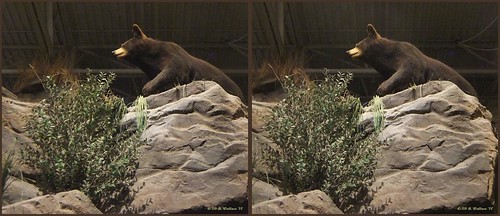 bear mall 3d crosseye display brian indoors stereo wallace inside stereopair sidebyside outdoorworld freeview crossview arundelmills brianwallace xview xeye