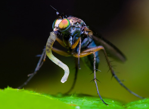macro insect fly feeding predator longleggedfly diptera dolichopodidae