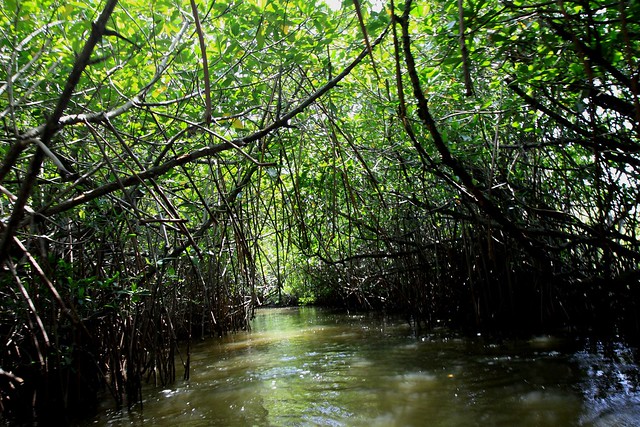 pichavaram mangroves