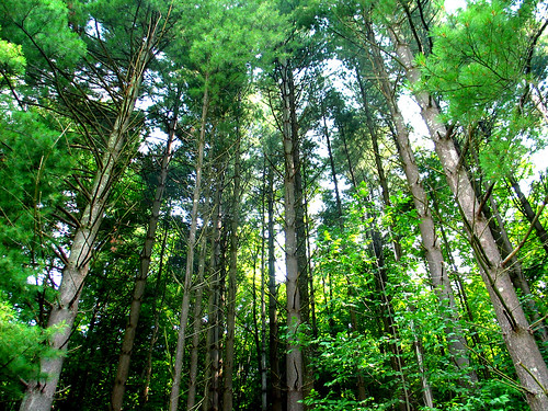 trees forest wv arbres westvirginia helvetia forêt randolph randolphcounty