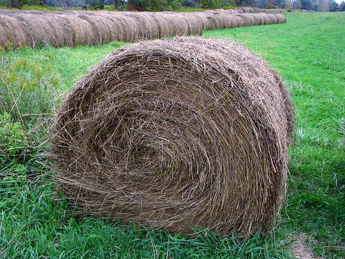 ontario canada grass stack haystacks haystack hay stacks ahhhhhh caledon
