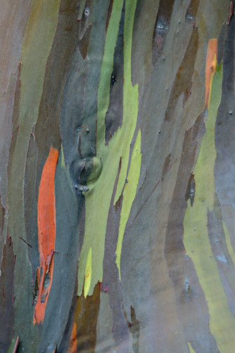 Painted eucalyptus