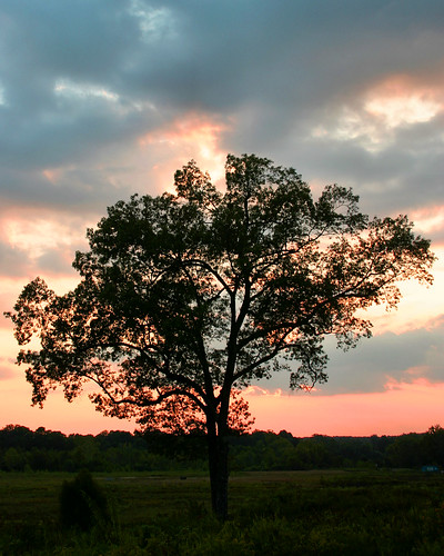 sunset tree nature canon digitalrebel blueribbonwinner canoneosdigitalrebel treesubject