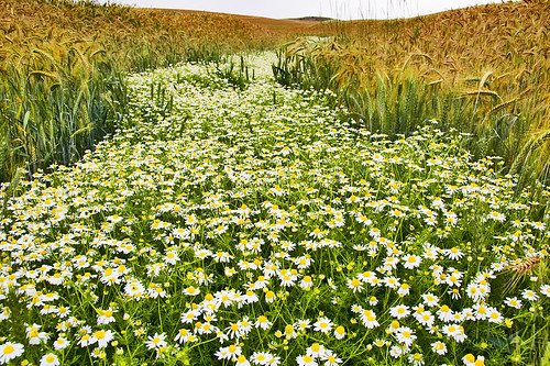 summer flower field grass river farm wheat explore daisy
