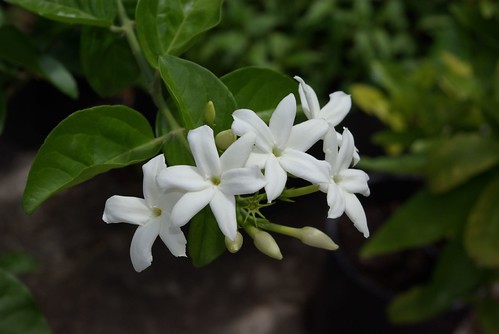 Jasmine fragrant flowers