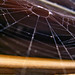 Spiderless Web