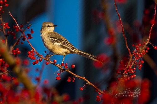 blue sunset red bird mockingbird redberries pittsburgks canoneos7d canonef70200l