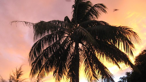 new sunset tree guinea palm tribes mission papua hoskins