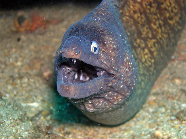 Moray eel (Águilas, Spain)
