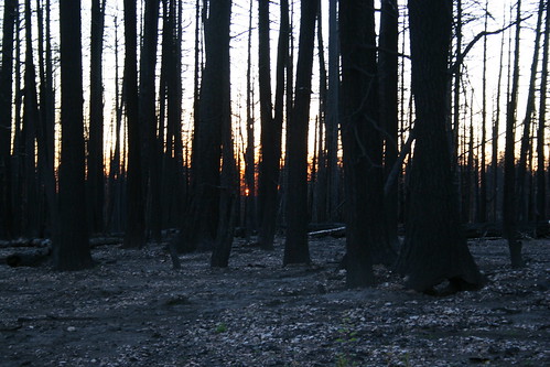 sunrise landscape dawn grandcanyon burntforest