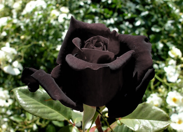 世にも珍しい天然の黒バラ。もらった人が注意しなければならない理由とは？