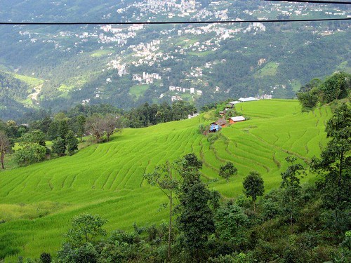 india geotagged asia rice sikkim westbengal gangtok subcontinent terracedfields carpefeline geo:lat=27325034 geo:lon=88615637