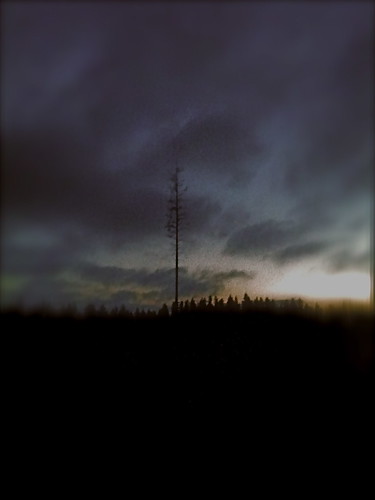 tree night clouds landscape