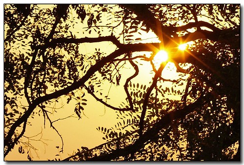 morning trees sun leaves haze searchthebest moscow smoke idaho palouse aplusphoto diamondclassphotographer