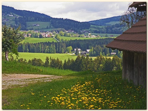 flower tree church nature grass landscape austria spring scenery europe dandelion styria stjakob löwenzahn wenigzell