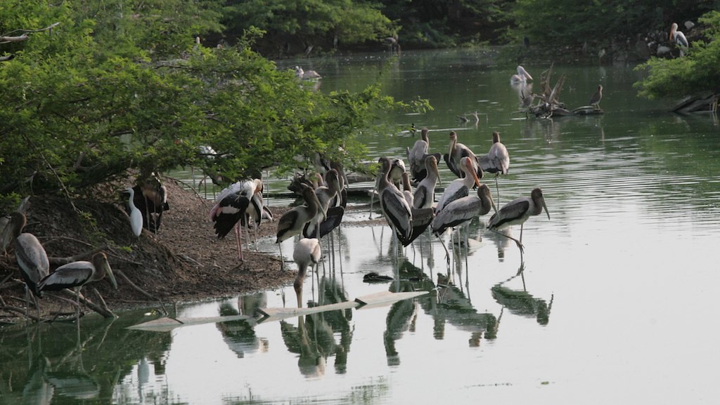 Asian Openbills and Painted storks
