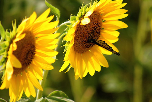 flowers summer orange brown sunlight black green field yellow rural butterfly geotagged farmland southernindiana sunflowers monarch bypass ohiorivervalley evansvillein ohiorivercity ultimateshot i164south geo:lat=3805613 geo:lon=87475671