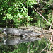 Alligator Canal  DSCN1732