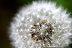 make a wish   dandelion seeds    MG 8087 