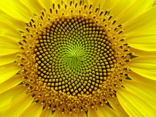 SunFlower: the Fibonacci sequence, Golden Section