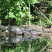 Alligator Canal  DSCN1737