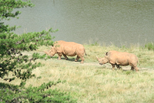 africa northcarolinazoo southernwhiterhino russlings elephantsrhinosgiraffeshippos watanigrasslandsreserve