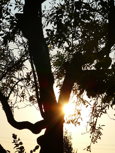 sunset tree panasonic albero tz1