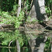Alligator Canal   DSCN1727