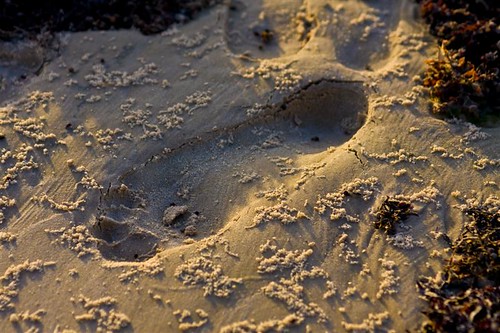 sunrise photowalk marsh footprint texasgulfcoast texaspointnationalwildlifepreserve mcfaddinwildliferefuge houstonphotoshopmeetup