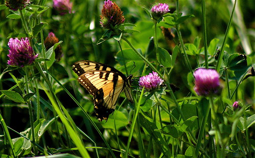brown black green yellow rural butterfly geotagged illinois purple thistle insects farmland clover ohioriver flatlands southernillinois ohioriverbottoms ohiorivervalley caveinrockillinois littleegyptareaillinois geo:lat=37589343 geo:lon=88200302