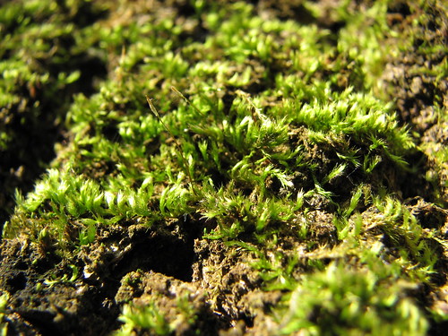 fertilization in the mosses is dependent upon